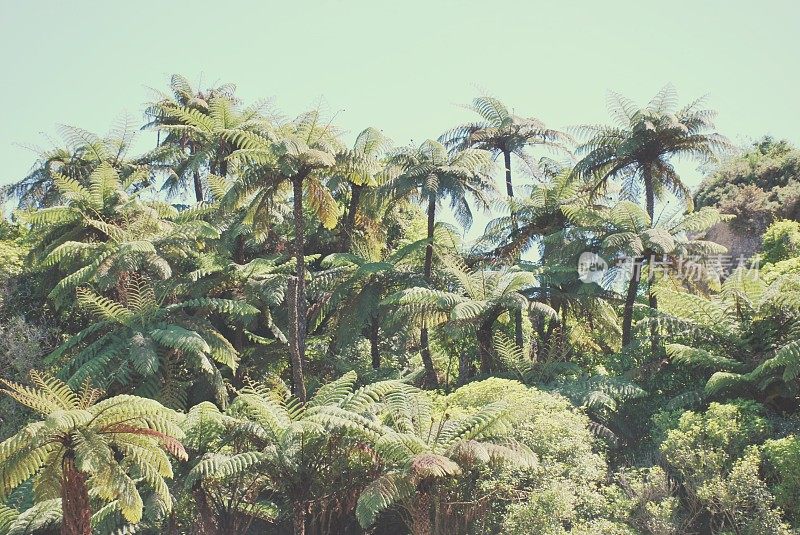 原产于新西兰的彭加或彭加蕨;Cyathea Dealbata